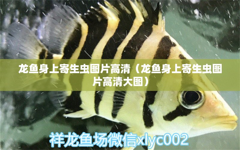 龍魚身上寄生蟲圖片高清（龍魚身上寄生蟲圖片高清大圖） 龍魚疾病與治療