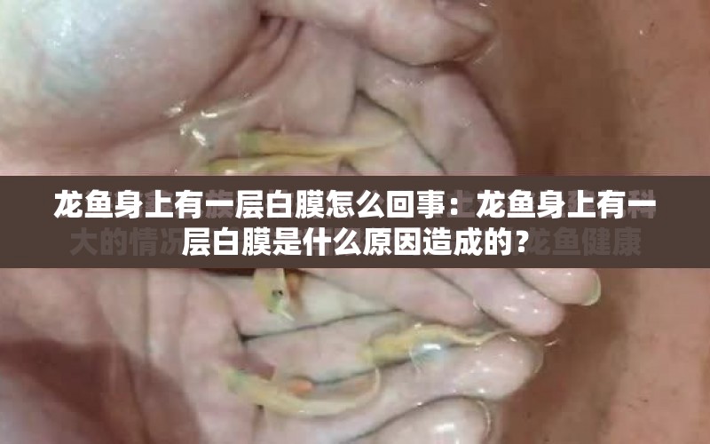 龍魚身上有一層白膜怎么回事：龍魚身上有一層白膜是什么原因造成的？