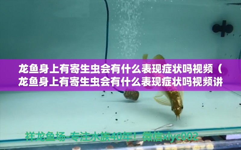 龍魚身上有寄生蟲會有什么表現(xiàn)癥狀嗎視頻（龍魚身上有寄生蟲會有什么表現(xiàn)癥狀嗎視頻講解） 龍魚疾病與治療