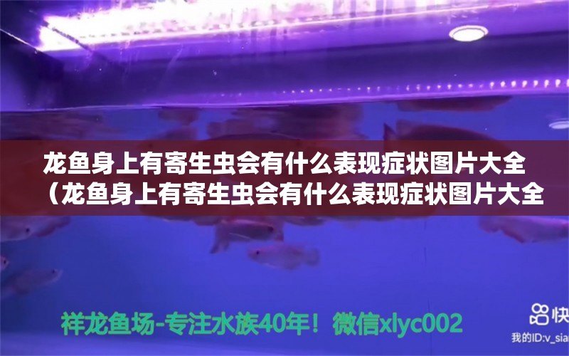 龍魚(yú)身上有寄生蟲(chóng)會(huì)有什么表現(xiàn)癥狀圖片大全（龍魚(yú)身上有寄生蟲(chóng)會(huì)有什么表現(xiàn)癥狀圖片大全視頻） 龍魚(yú)疾病與治療