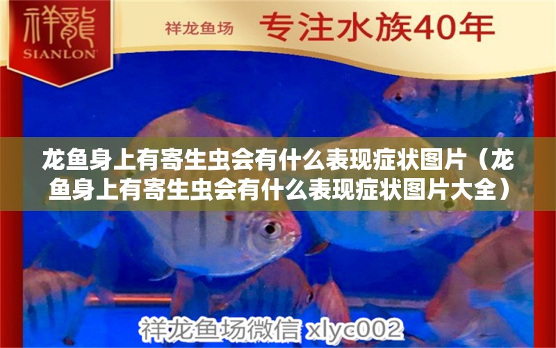 龍魚身上有寄生蟲會有什么表現(xiàn)癥狀圖片（龍魚身上有寄生蟲會有什么表現(xiàn)癥狀圖片大全） 龍魚疾病與治療