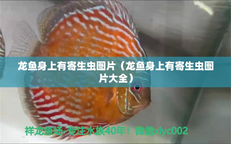 龍魚身上有寄生蟲圖片（龍魚身上有寄生蟲圖片大全） 龍魚疾病與治療