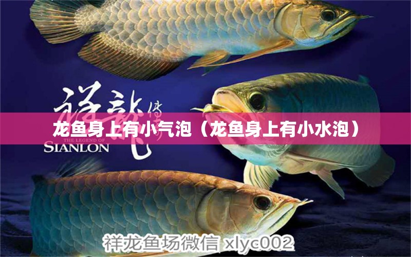 龍魚身上有小氣泡（龍魚身上有小水泡）