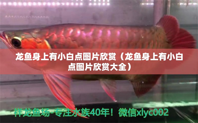 龍魚身上有小白點(diǎn)圖片欣賞（龍魚身上有小白點(diǎn)圖片欣賞大全）