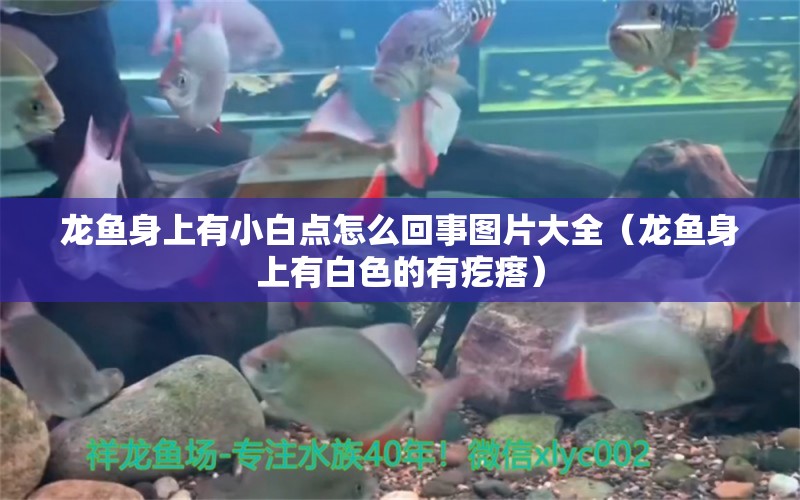 龍魚身上有小白點怎么回事圖片大全（龍魚身上有白色的有疙瘩）