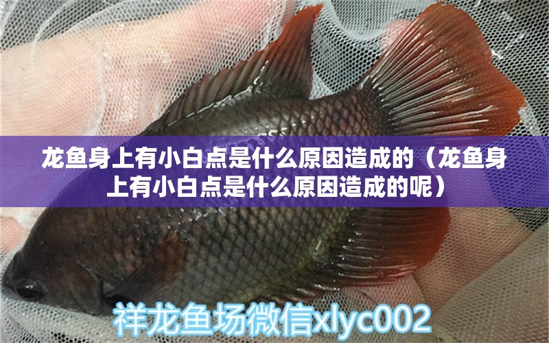 龍魚身上有小白點(diǎn)是什么原因造成的（龍魚身上有小白點(diǎn)是什么原因造成的呢）