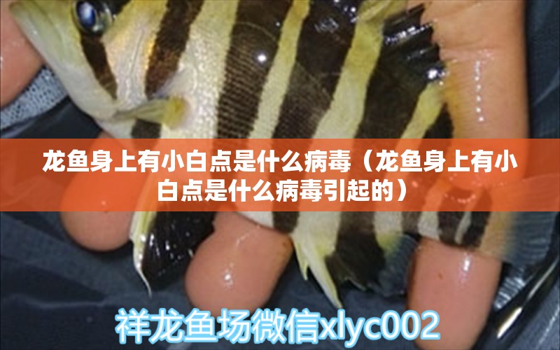 龍魚身上有小白點是什么病毒（龍魚身上有小白點是什么病毒引起的） 廣州龍魚批發(fā)市場