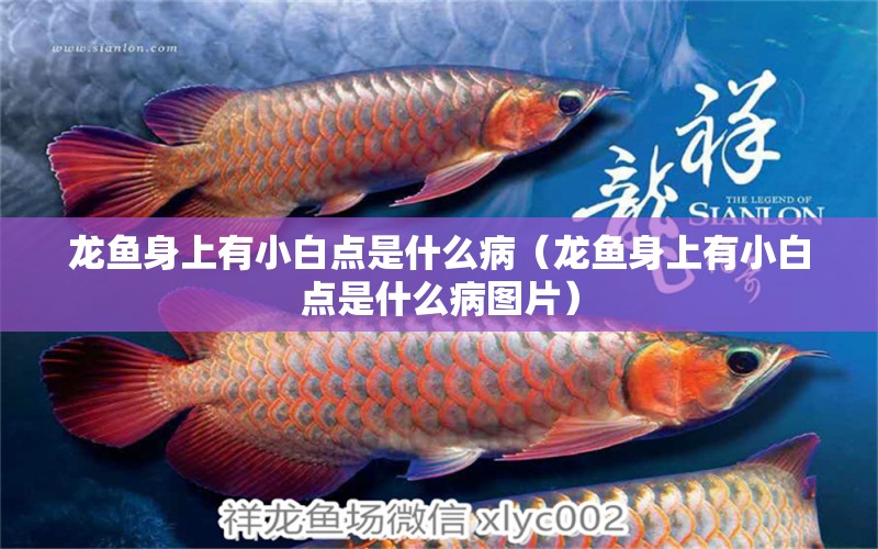 龍魚身上有小白點(diǎn)是什么病（龍魚身上有小白點(diǎn)是什么病圖片）