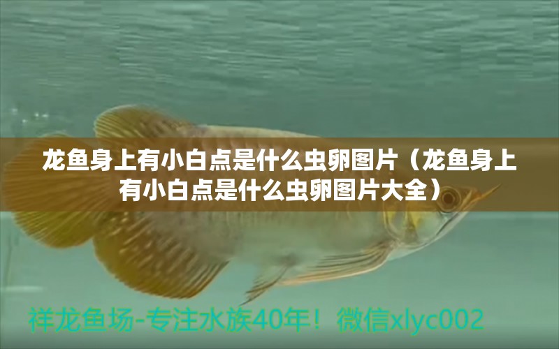 龍魚身上有小白點是什么蟲卵圖片（龍魚身上有小白點是什么蟲卵圖片大全）