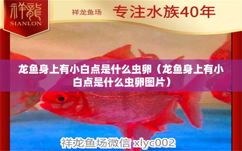 龍魚(yú)身上有小白點(diǎn)是什么蟲(chóng)卵（龍魚(yú)身上有小白點(diǎn)是什么蟲(chóng)卵圖片） 祥龍水族醫(yī)院