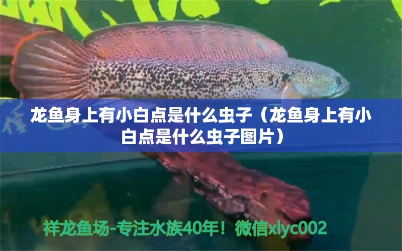 龍魚身上有小白點(diǎn)是什么蟲子（龍魚身上有小白點(diǎn)是什么蟲子圖片）