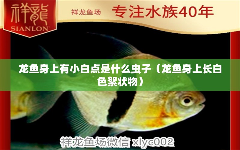 龍魚(yú)身上有小白點(diǎn)是什么蟲(chóng)子（龍魚(yú)身上長(zhǎng)白色絮狀物）