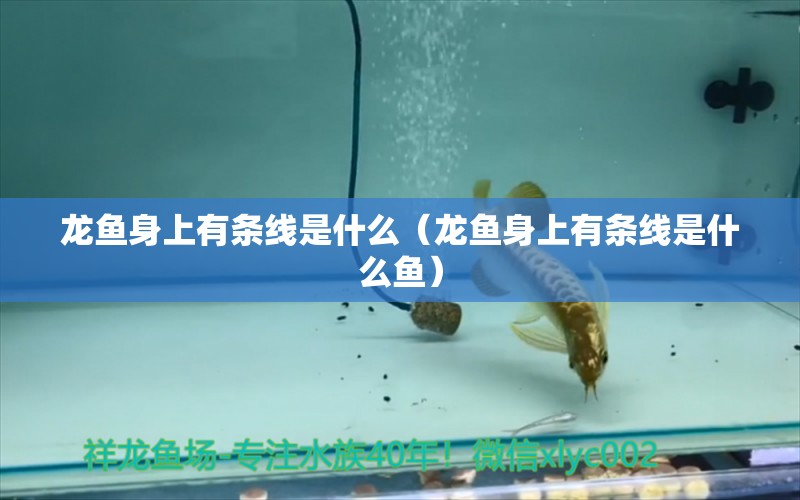 龍魚(yú)身上有條線(xiàn)是什么（龍魚(yú)身上有條線(xiàn)是什么魚(yú)） 廣州龍魚(yú)批發(fā)市場(chǎng)