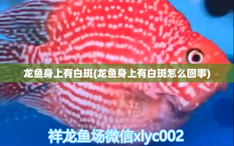 龍魚身上有白斑(龍魚身上有白斑怎么回事)