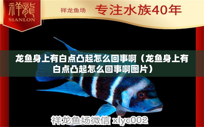 龍魚(yú)身上有白點(diǎn)凸起怎么回事啊（龍魚(yú)身上有白點(diǎn)凸起怎么回事啊圖片） 廣州龍魚(yú)批發(fā)市場(chǎng)