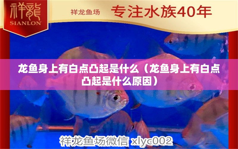 龍魚身上有白點凸起是什么（龍魚身上有白點凸起是什么原因）