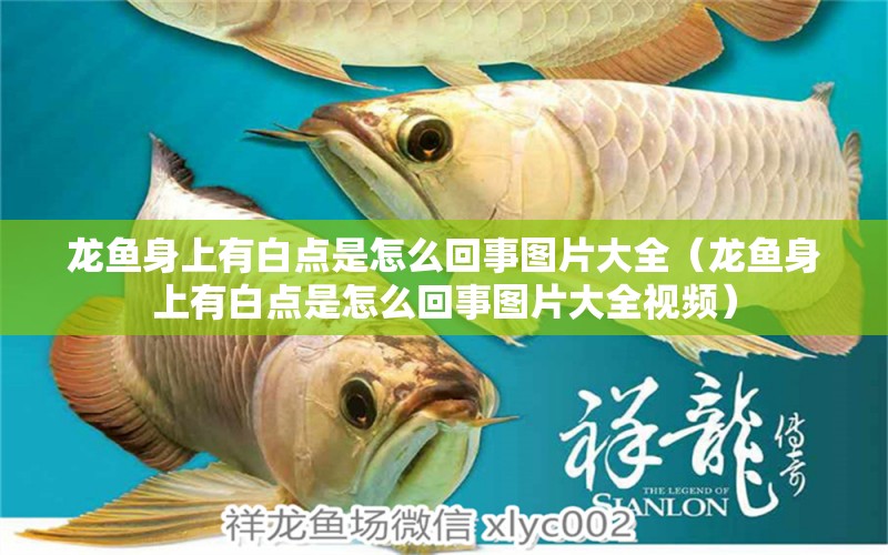 龍魚身上有白點是怎么回事圖片大全（龍魚身上有白點是怎么回事圖片大全視頻） 廣州龍魚批發(fā)市場