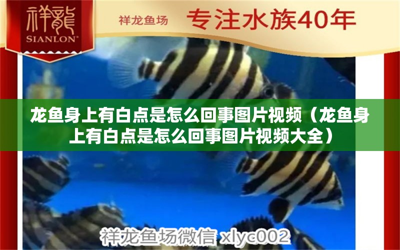 龍魚(yú)身上有白點(diǎn)是怎么回事圖片視頻（龍魚(yú)身上有白點(diǎn)是怎么回事圖片視頻大全） 廣州龍魚(yú)批發(fā)市場(chǎng)