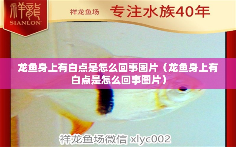 龍魚(yú)身上有白點(diǎn)是怎么回事圖片（龍魚(yú)身上有白點(diǎn)是怎么回事圖片）