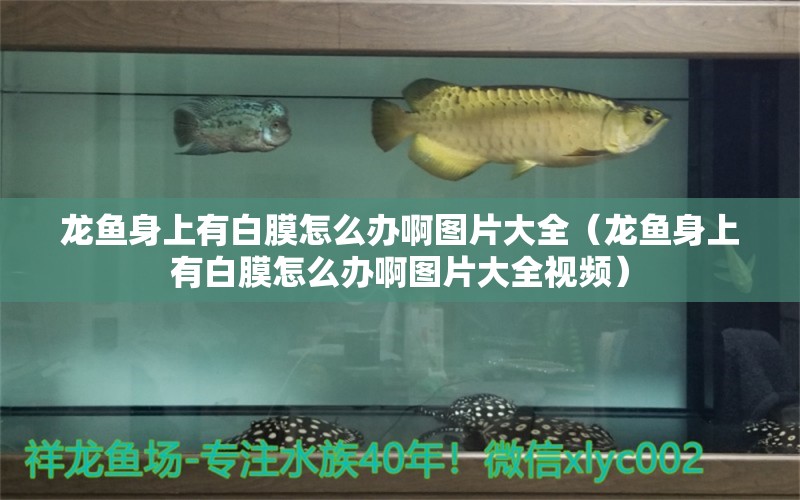 龍魚身上有白膜怎么辦啊圖片大全（龍魚身上有白膜怎么辦啊圖片大全視頻） 廣州龍魚批發(fā)市場