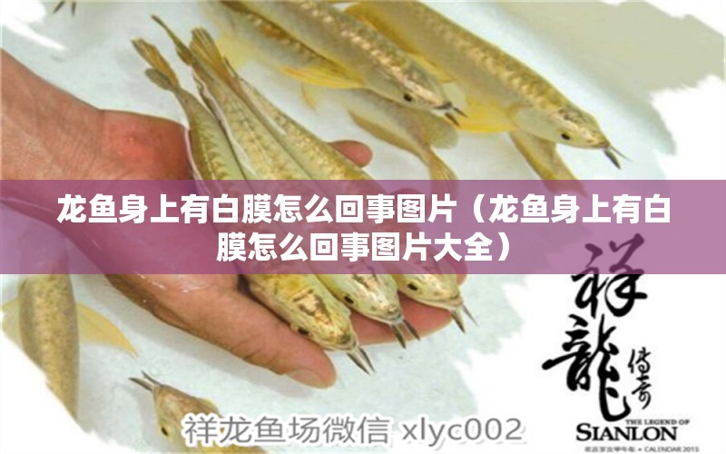 龍魚身上有白膜怎么回事圖片（龍魚身上有白膜怎么回事圖片大全） 廣州龍魚批發(fā)市場(chǎng)