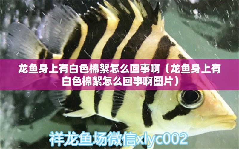 龍魚(yú)身上有白色棉絮怎么回事?。堲~(yú)身上有白色棉絮怎么回事啊圖片） 廣州龍魚(yú)批發(fā)市場(chǎng)