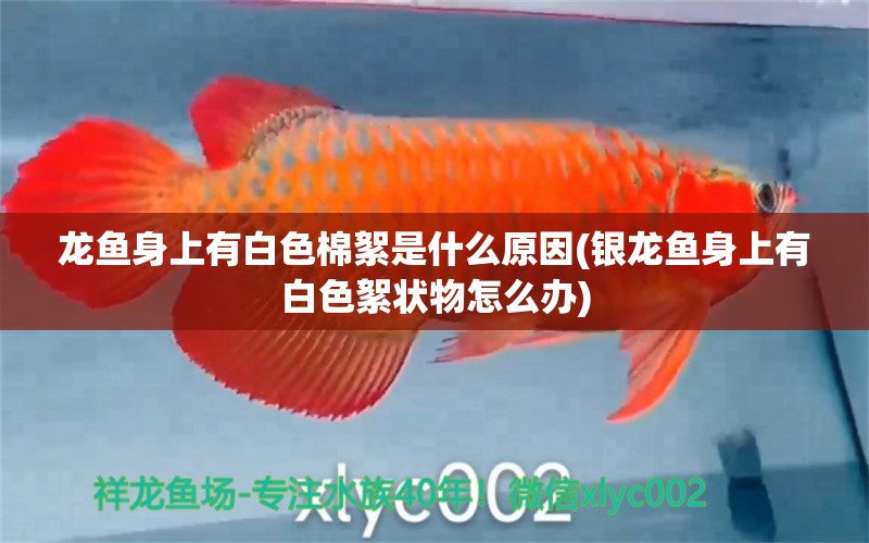 龍魚身上有白色棉絮是什么原因(銀龍魚身上有白色絮狀物怎么辦)