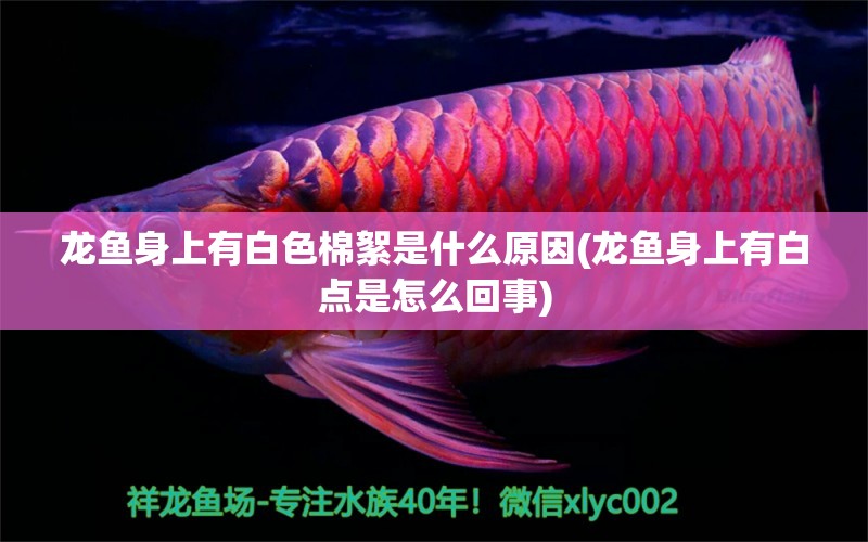 龍魚身上有白色棉絮是什么原因(龍魚身上有白點是怎么回事)