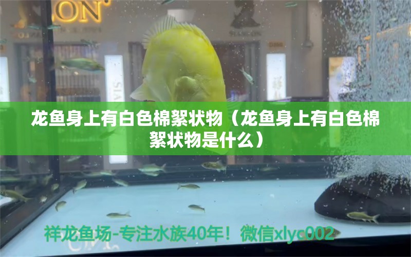 龍魚身上有白色棉絮狀物（龍魚身上有白色棉絮狀物是什么） 廣州龍魚批發(fā)市場(chǎng)