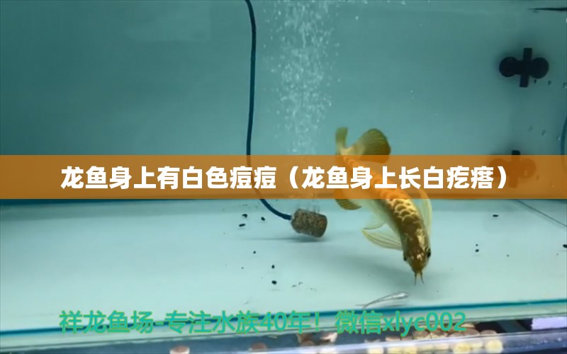 龍魚身上有白色痘痘（龍魚身上長白疙瘩） 廣州龍魚批發(fā)市場