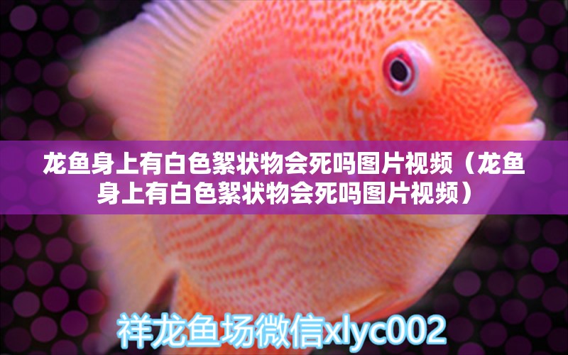 龍魚身上有白色絮狀物會死嗎圖片視頻（龍魚身上有白色絮狀物會死嗎圖片視頻）