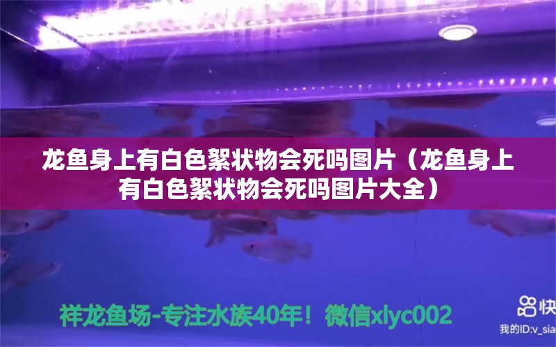 龍魚身上有白色絮狀物會(huì)死嗎圖片（龍魚身上有白色絮狀物會(huì)死嗎圖片大全） 祥龍水族醫(yī)院