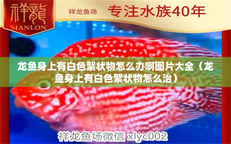 龍魚(yú)身上有白色絮狀物怎么辦啊圖片大全（龍魚(yú)身上有白色絮狀物怎么治）