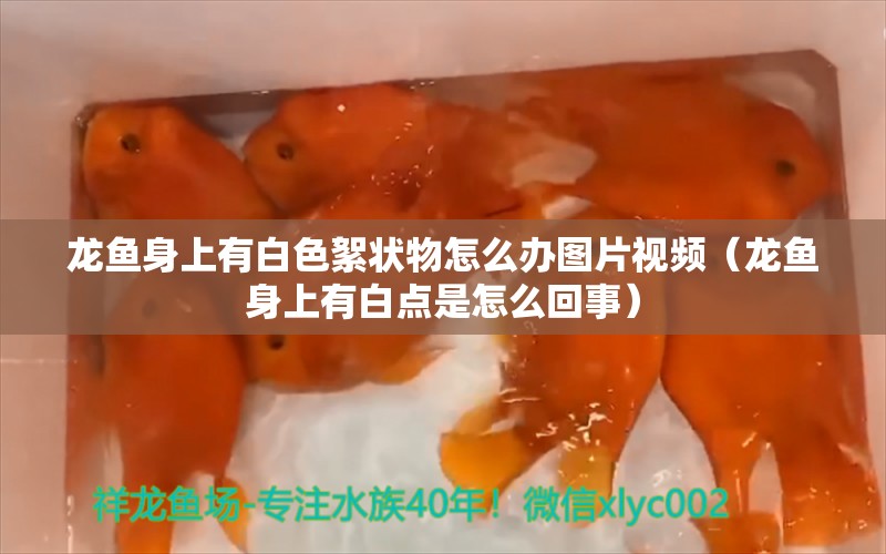 龍魚身上有白色絮狀物怎么辦圖片視頻（龍魚身上有白點是怎么回事）