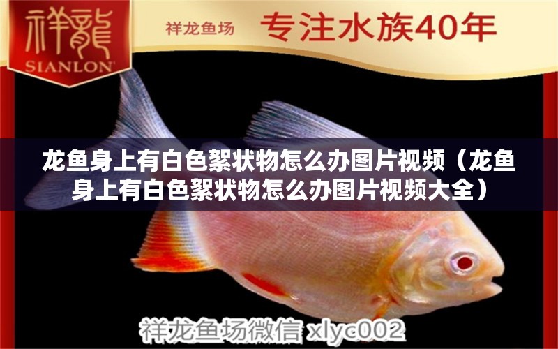 龍魚身上有白色絮狀物怎么辦圖片視頻（龍魚身上有白色絮狀物怎么辦圖片視頻大全） 廣州龍魚批發(fā)市場