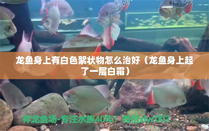 龍魚身上有白色絮狀物怎么治好（龍魚身上起了一層白霜）