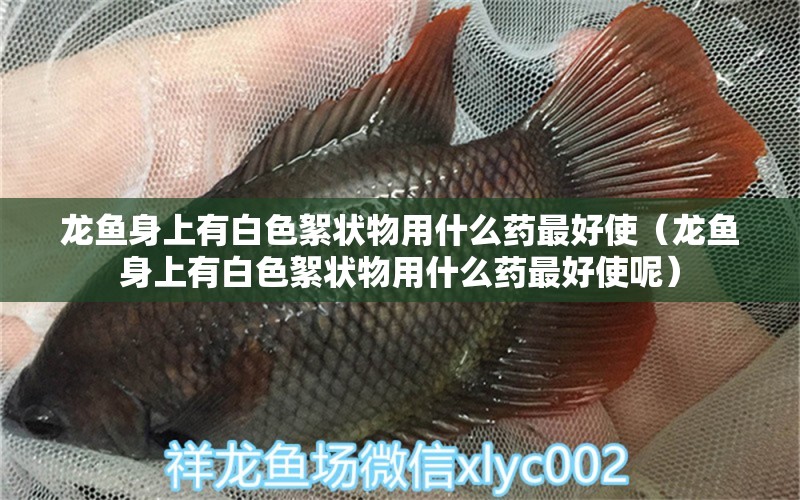 龍魚身上有白色絮狀物用什么藥最好使（龍魚身上有白色絮狀物用什么藥最好使呢） 廣州龍魚批發(fā)市場(chǎng)