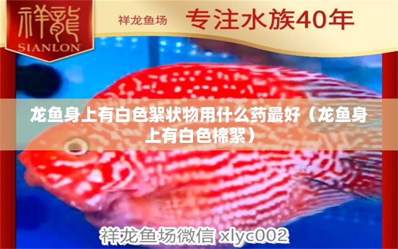 龍魚身上有白色絮狀物用什么藥最好（龍魚身上有白色棉絮）