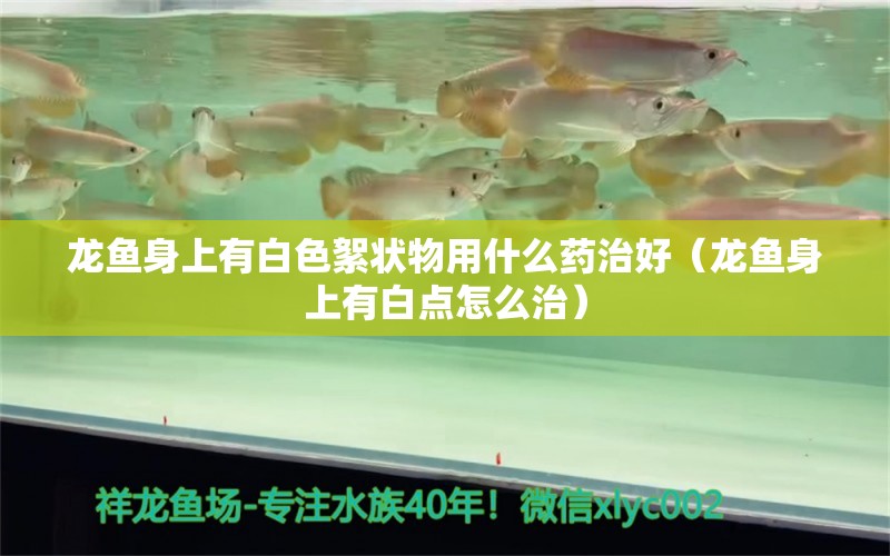 龍魚身上有白色絮狀物用什么藥治好（龍魚身上有白點怎么治）