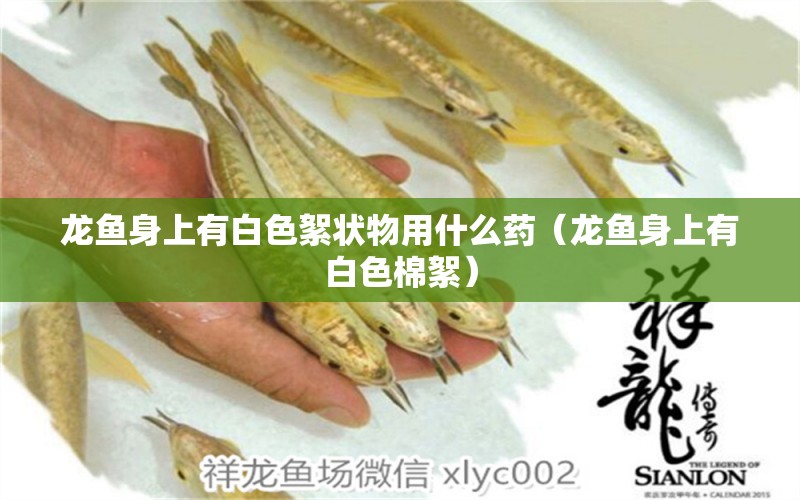 龍魚身上有白色絮狀物用什么藥（龍魚身上有白色棉絮） 觀賞魚