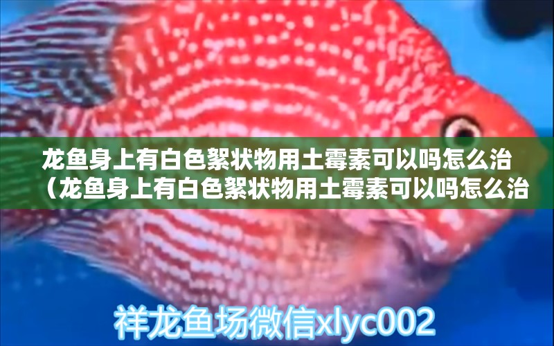 龍魚(yú)身上有白色絮狀物用土霉素可以嗎怎么治（龍魚(yú)身上有白色絮狀物用土霉素可以嗎怎么治療） 廣州龍魚(yú)批發(fā)市場(chǎng)