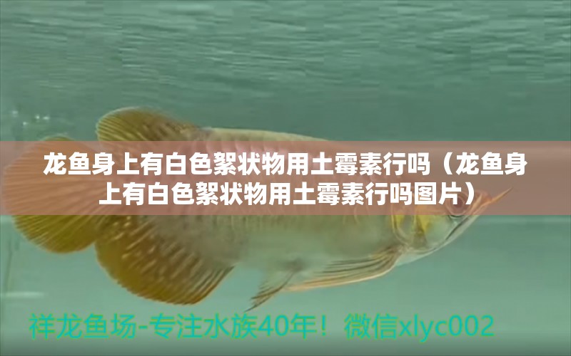 龍魚身上有白色絮狀物用土霉素行嗎（龍魚身上有白色絮狀物用土霉素行嗎圖片）