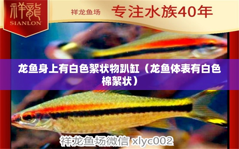 龍魚(yú)身上有白色絮狀物趴缸（龍魚(yú)體表有白色棉絮狀）