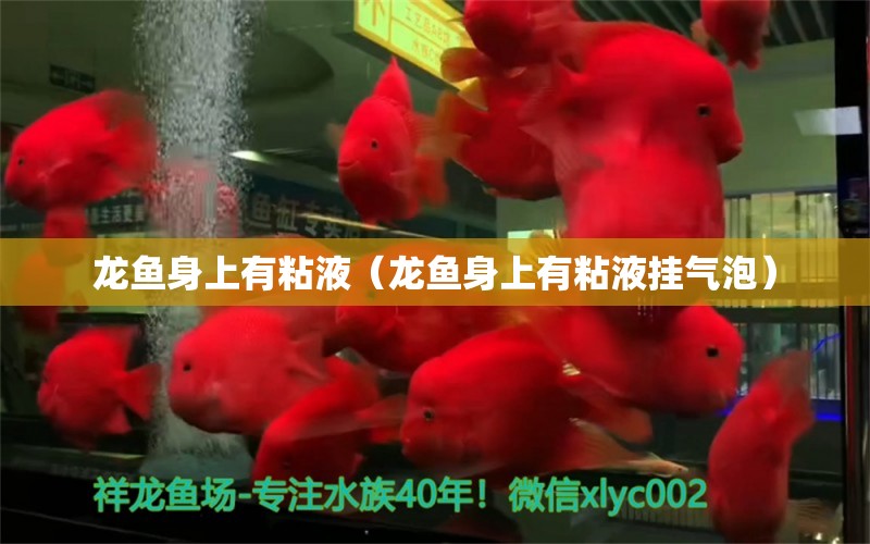 龍魚身上有粘液（龍魚身上有粘液掛氣泡）