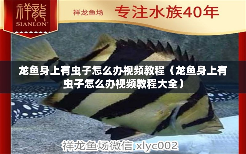 龍魚(yú)身上有蟲(chóng)子怎么辦視頻教程（龍魚(yú)身上有蟲(chóng)子怎么辦視頻教程大全） 龍魚(yú)疾病與治療