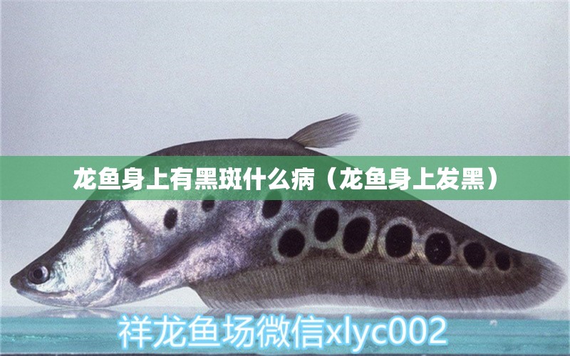 龍魚身上有黑斑什么?。堲~身上發(fā)黑）