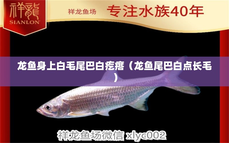 龍魚身上白毛尾巴白疙瘩（龍魚尾巴白點長毛）