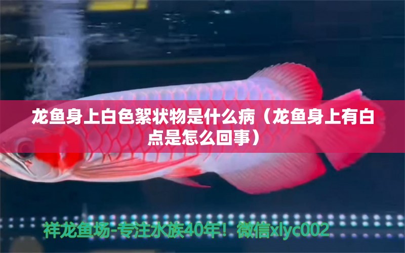 龍魚身上白色絮狀物是什么?。堲~身上有白點是怎么回事） 觀賞魚