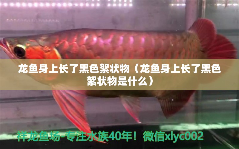 龍魚身上長(zhǎng)了黑色絮狀物（龍魚身上長(zhǎng)了黑色絮狀物是什么） 廣州龍魚批發(fā)市場(chǎng)