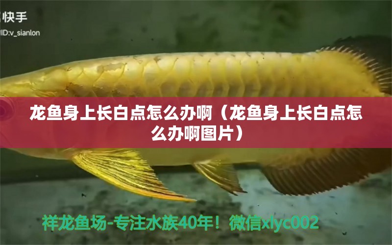 龍魚身上長(zhǎng)白點(diǎn)怎么辦?。堲~身上長(zhǎng)白點(diǎn)怎么辦啊圖片） 廣州龍魚批發(fā)市場(chǎng)